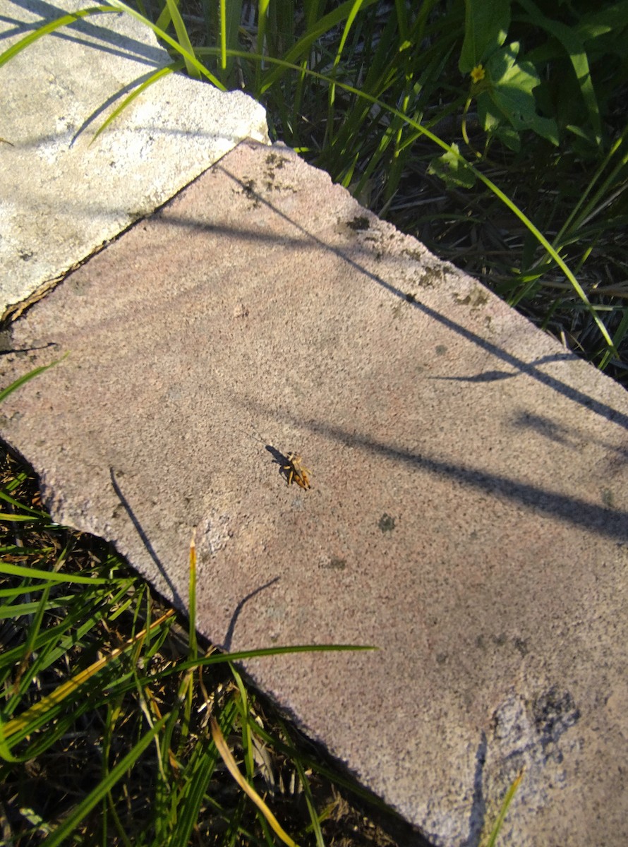 Wingless Grasshopper - ML646436985