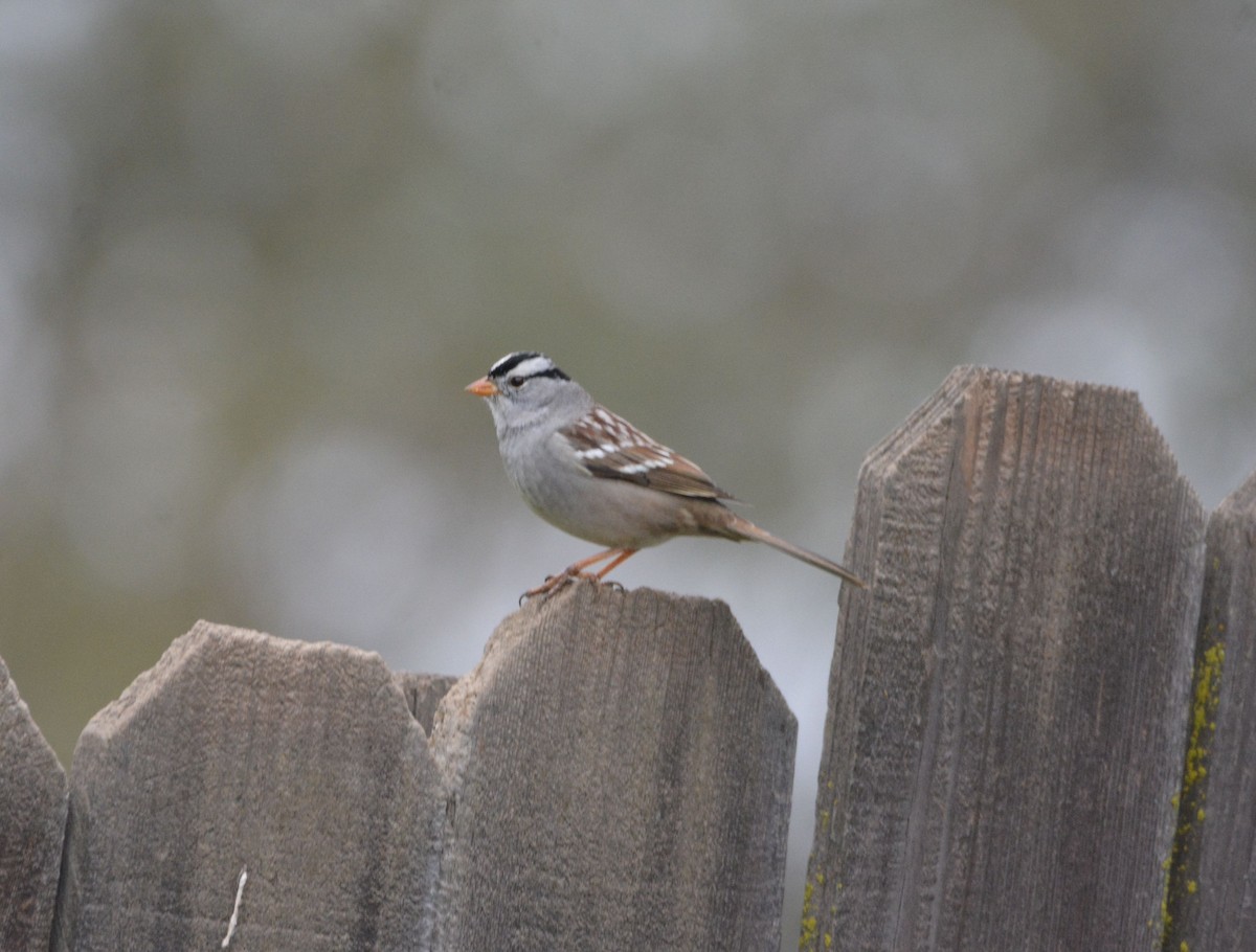 White-crowned Sparrow (Gambel's) - ML646436986