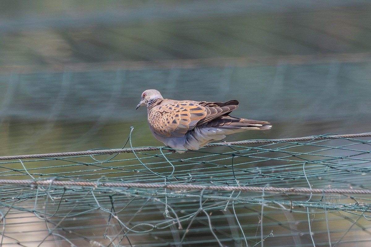European Turtle-Dove - ML646436988