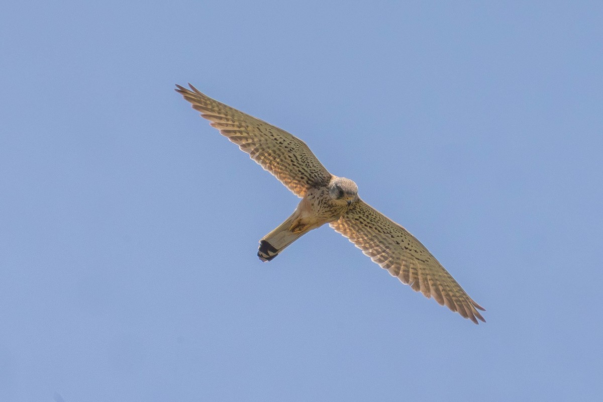 Eurasian Kestrel - ML646436989