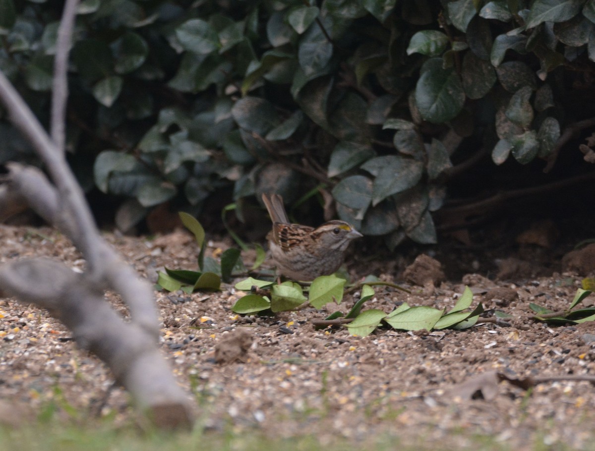 White-throated Sparrow - ML646436990
