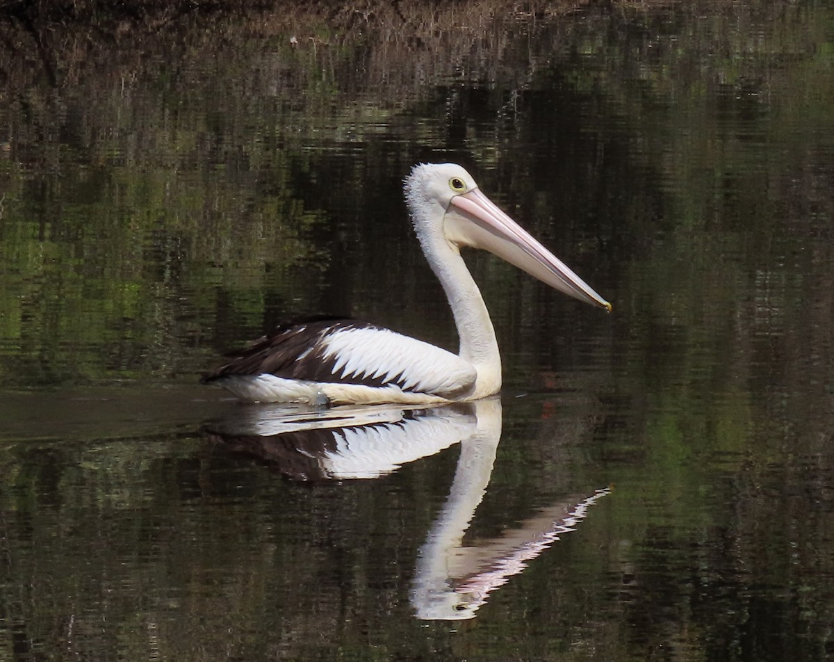 Australian Pelican - ML646436991