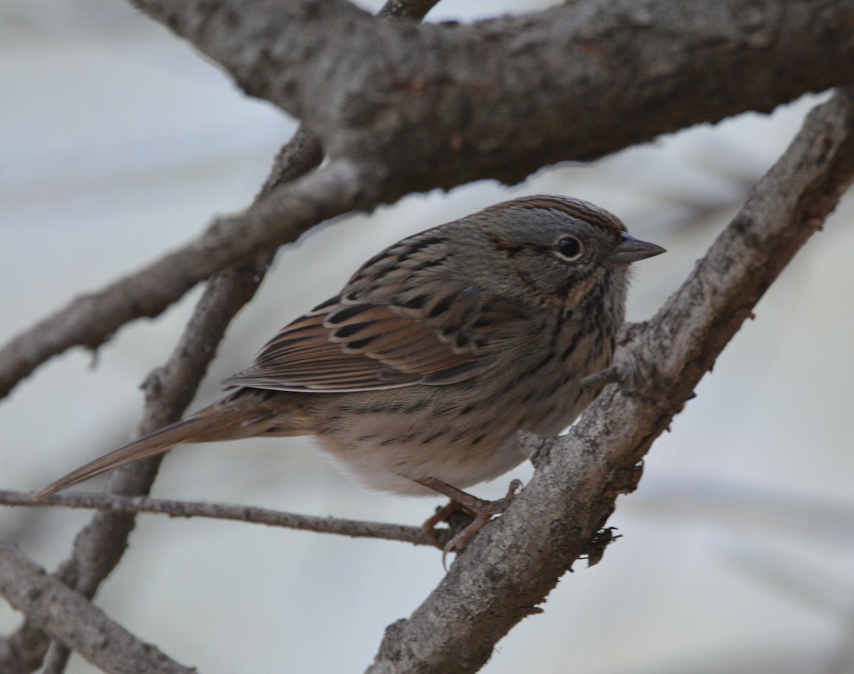 Lincoln's Sparrow - ML646436992