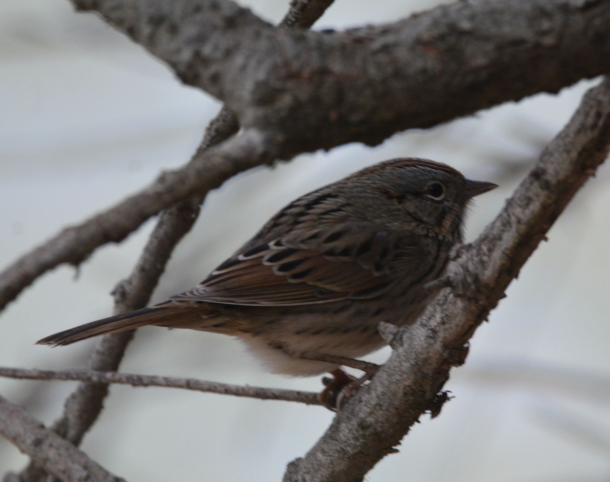 Lincoln's Sparrow - ML646436993