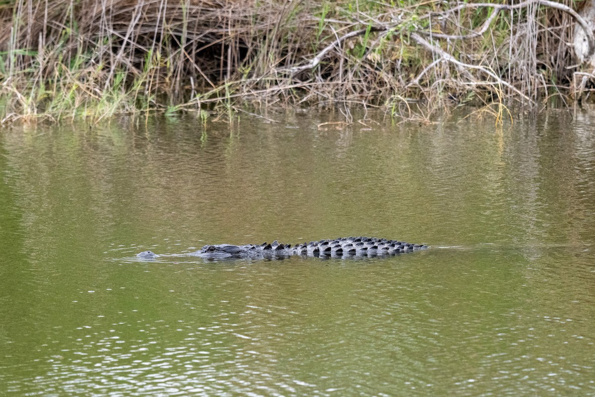 Animals - ML646436997