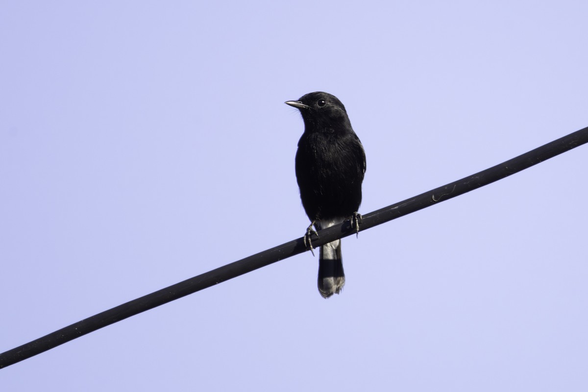 Pied Bushchat - ML646436998