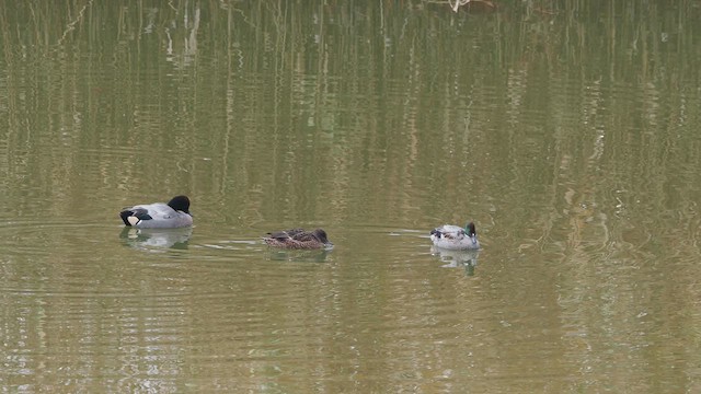 Sichelente - ML646437003