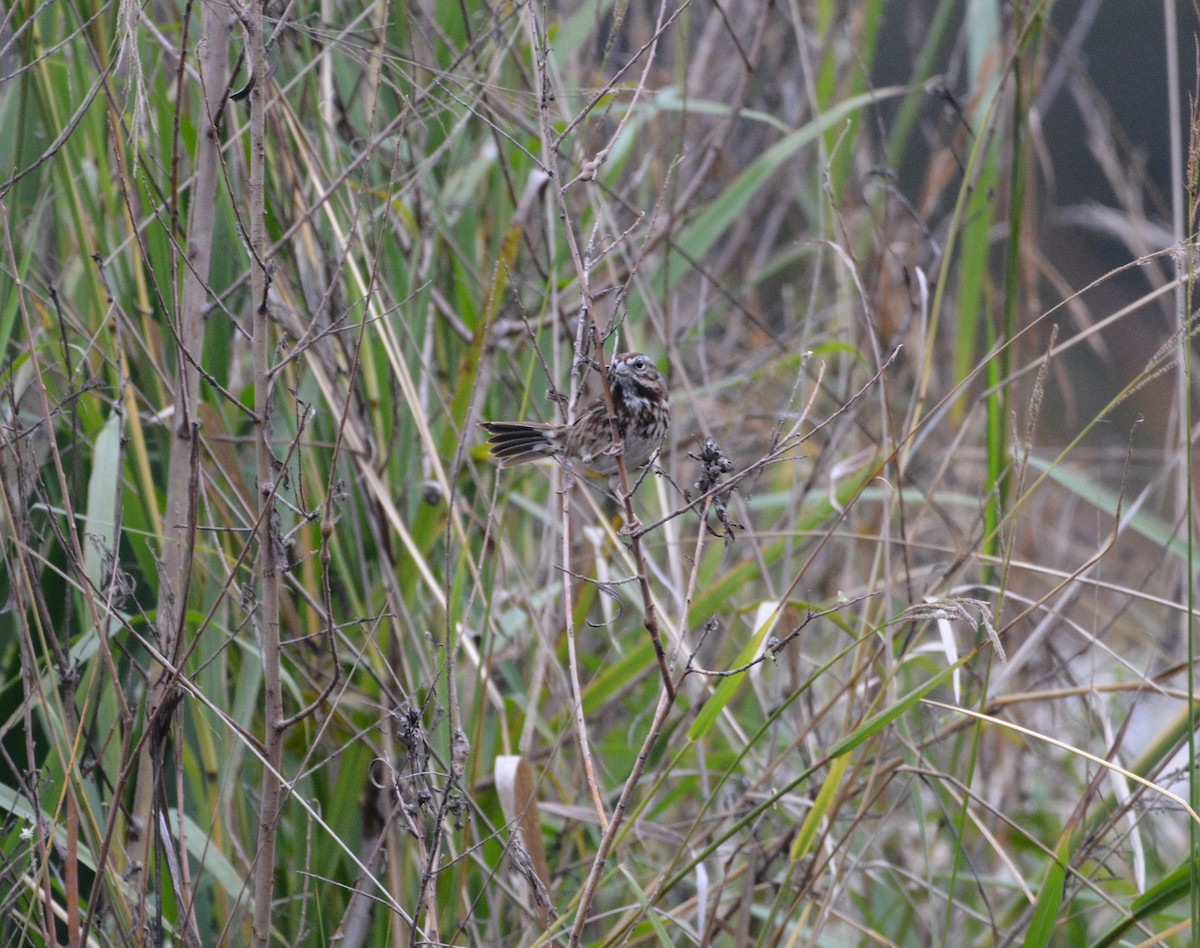 Song Sparrow - ML646437004