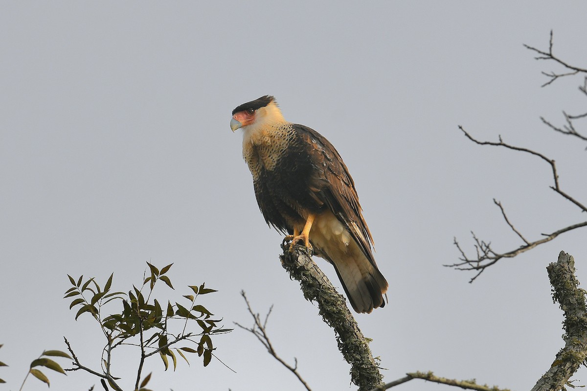 gribbkarakara (cheriway) - ML646437005