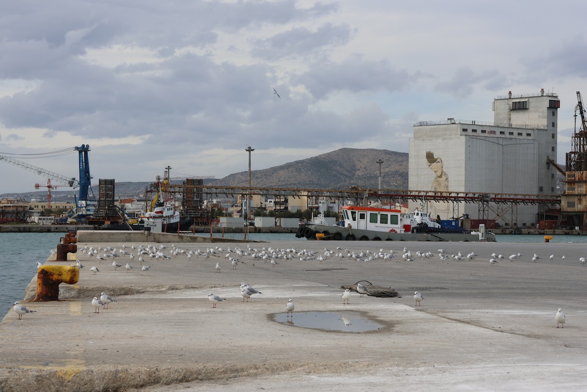 Black-headed Gull - ML646437008