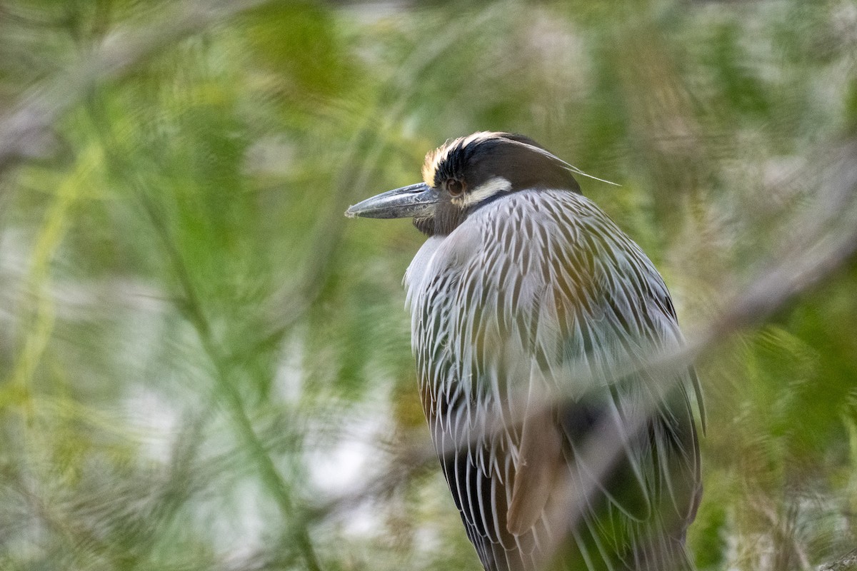 Yellow-crowned Night Heron - ML646437010