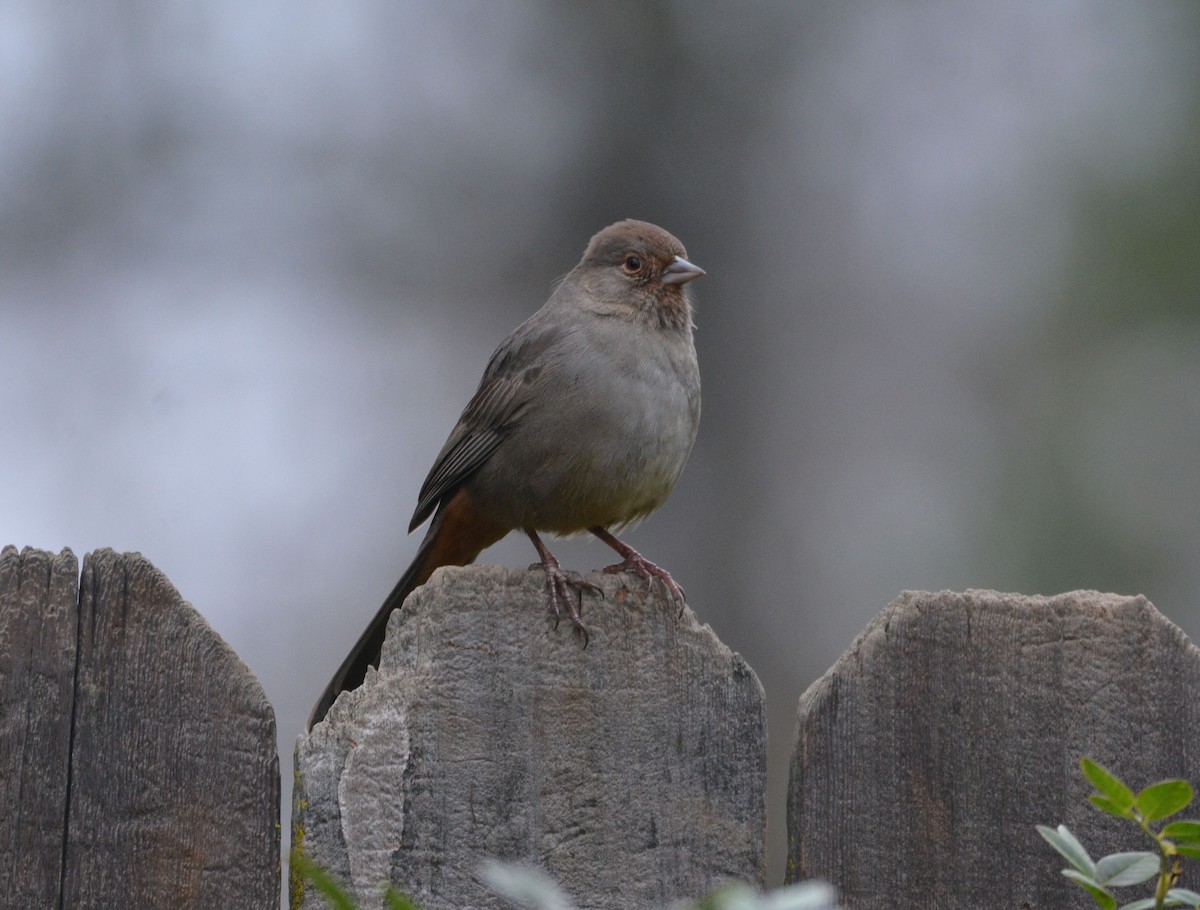 California Towhee - ML646437016
