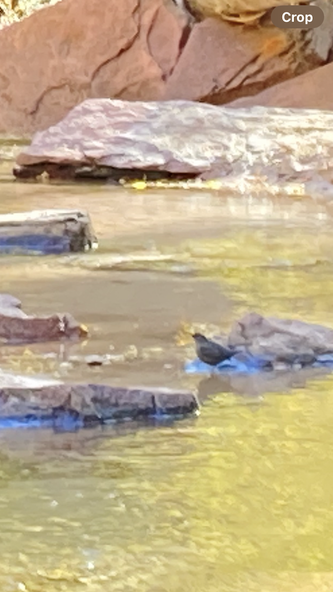 skorec šedý - ML646437017