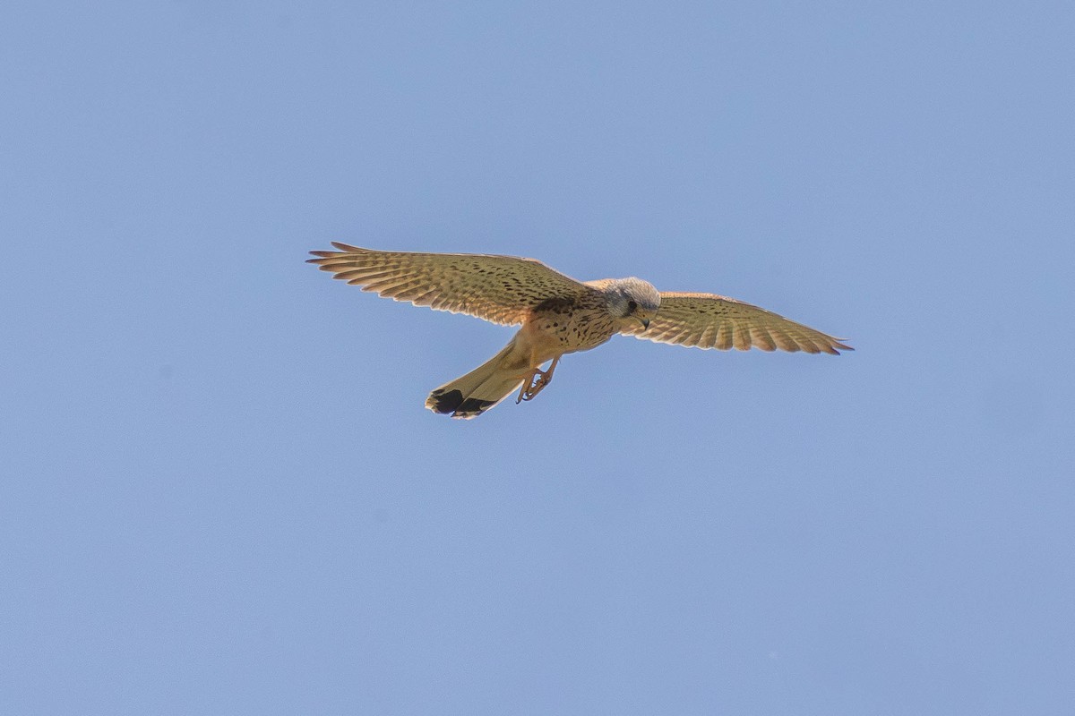 Eurasian Kestrel - ML646437018