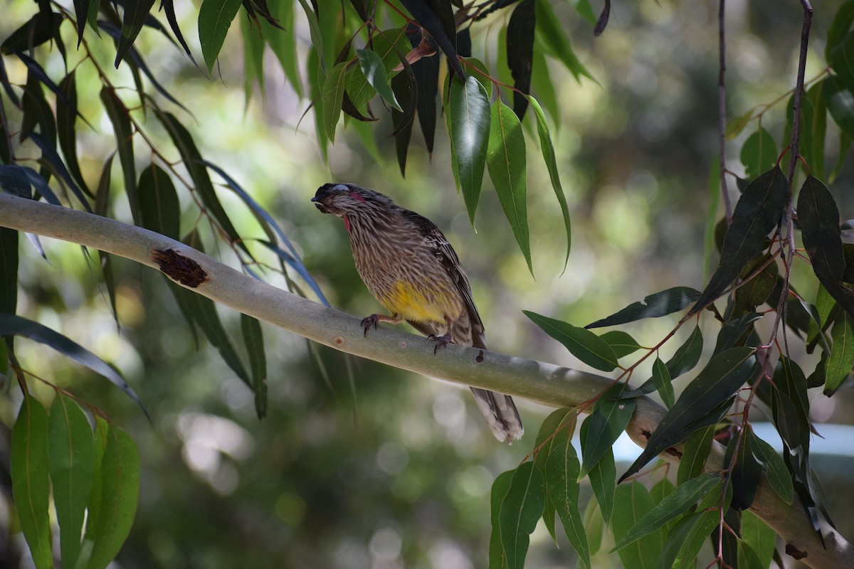 Red Wattlebird - ML646437019