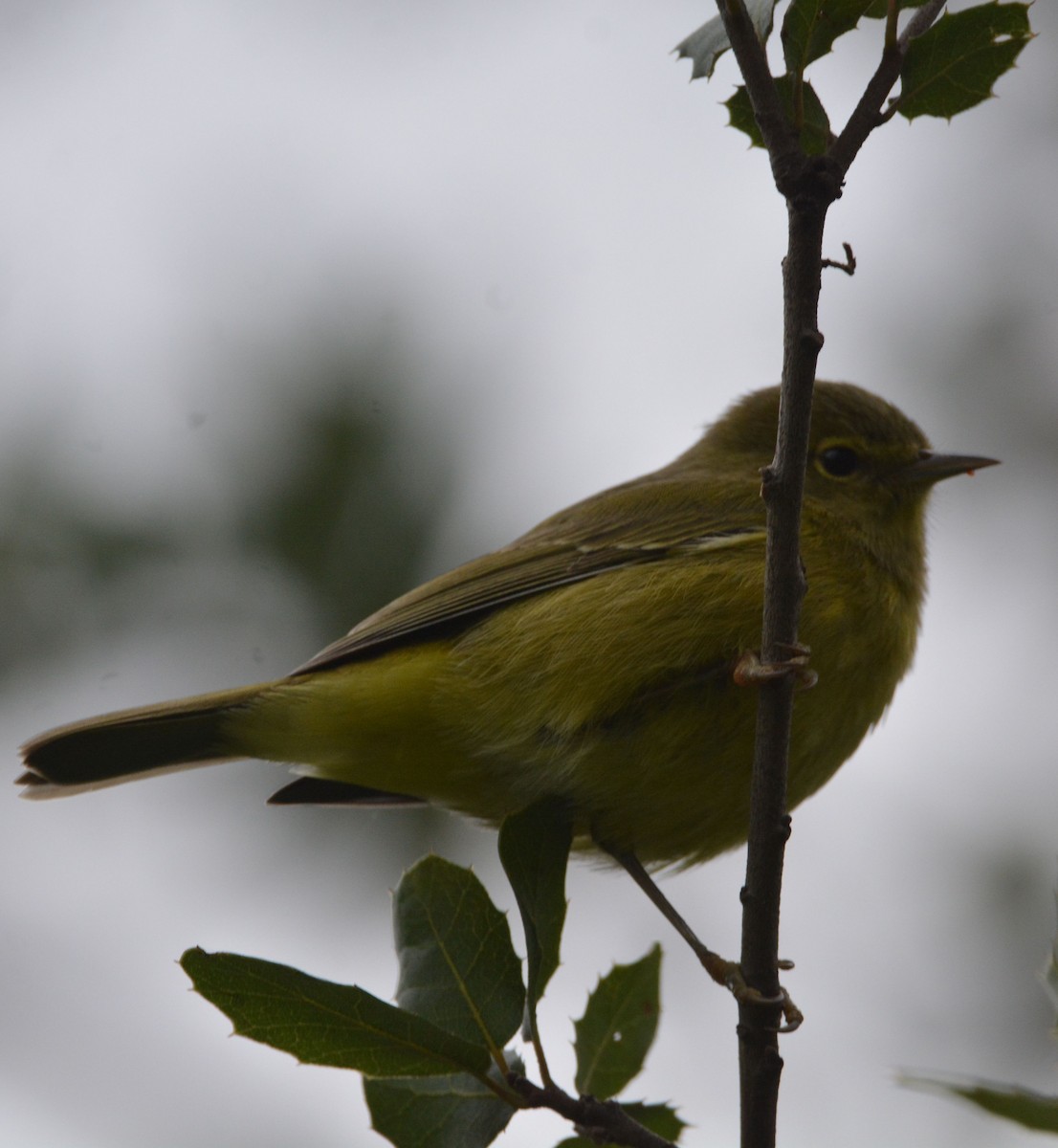 Orange-crowned Warbler - ML646437022