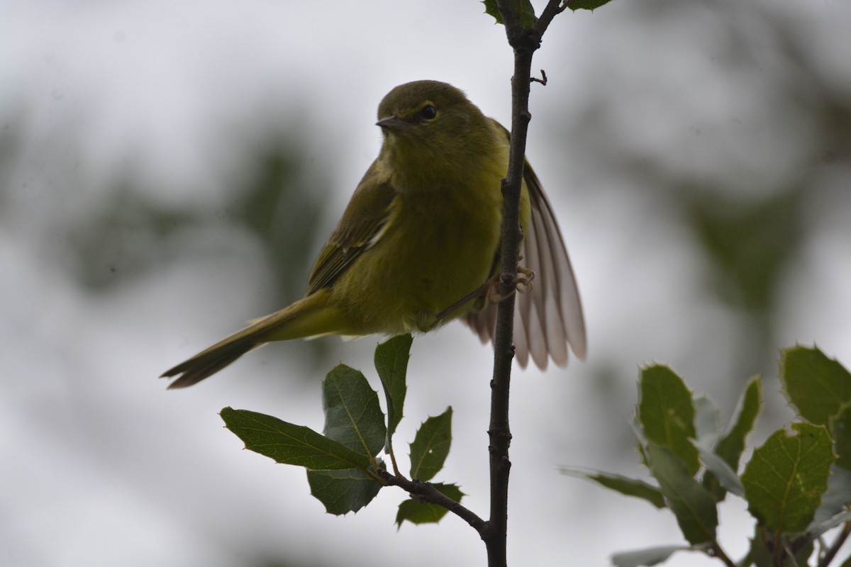 Orange-crowned Warbler - ML646437023