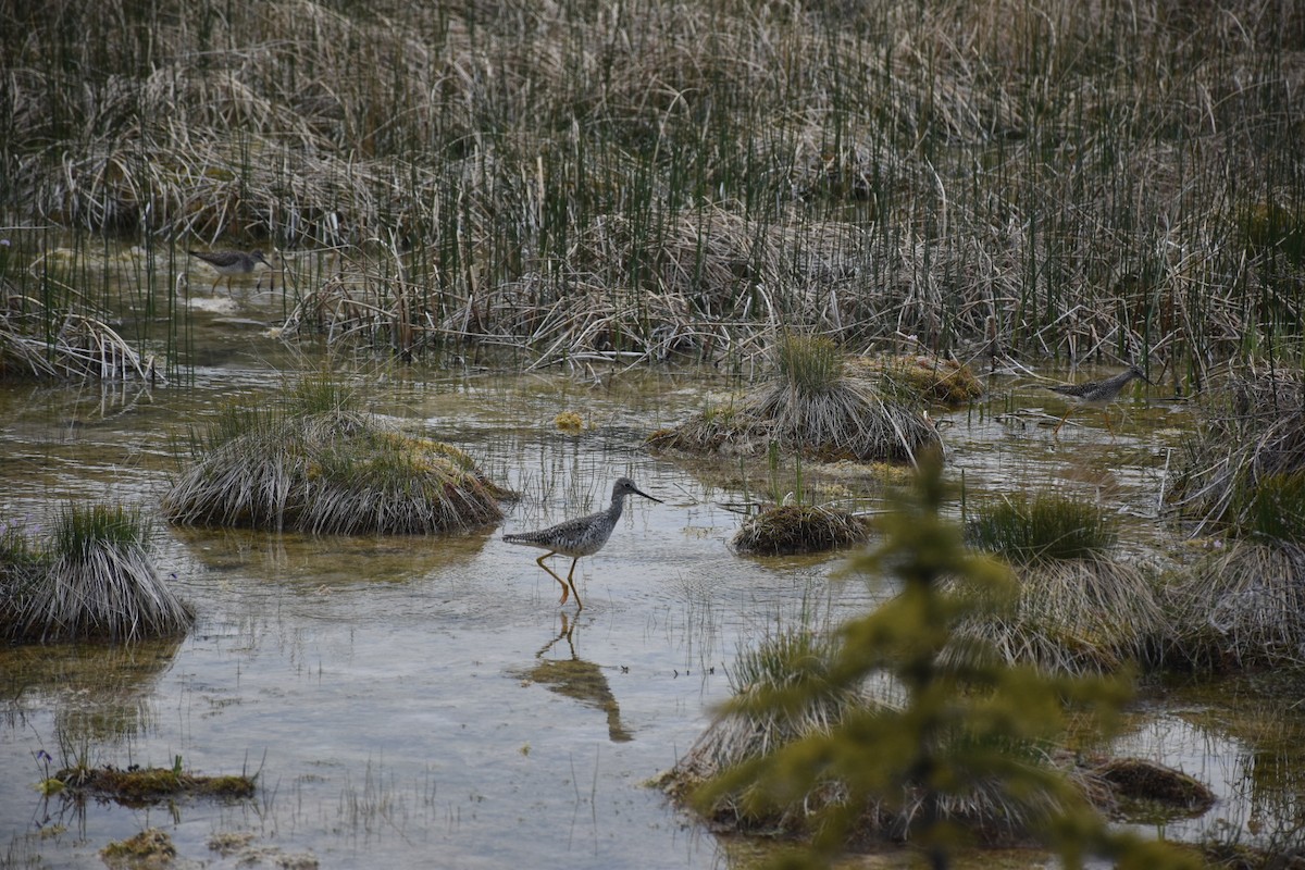Greater Yellowlegs - ML646437024