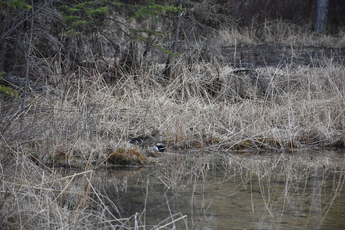 Mallard - ML646437025