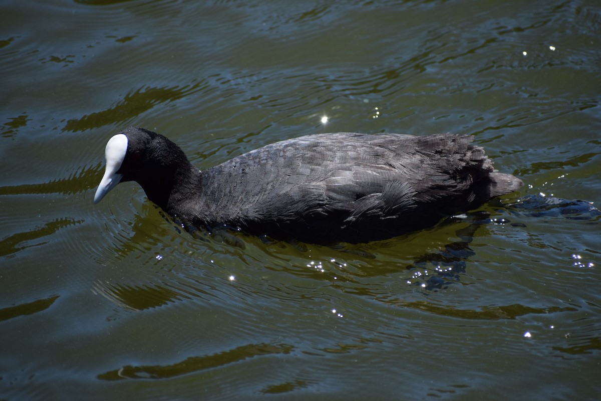 オオバン - ML646437026