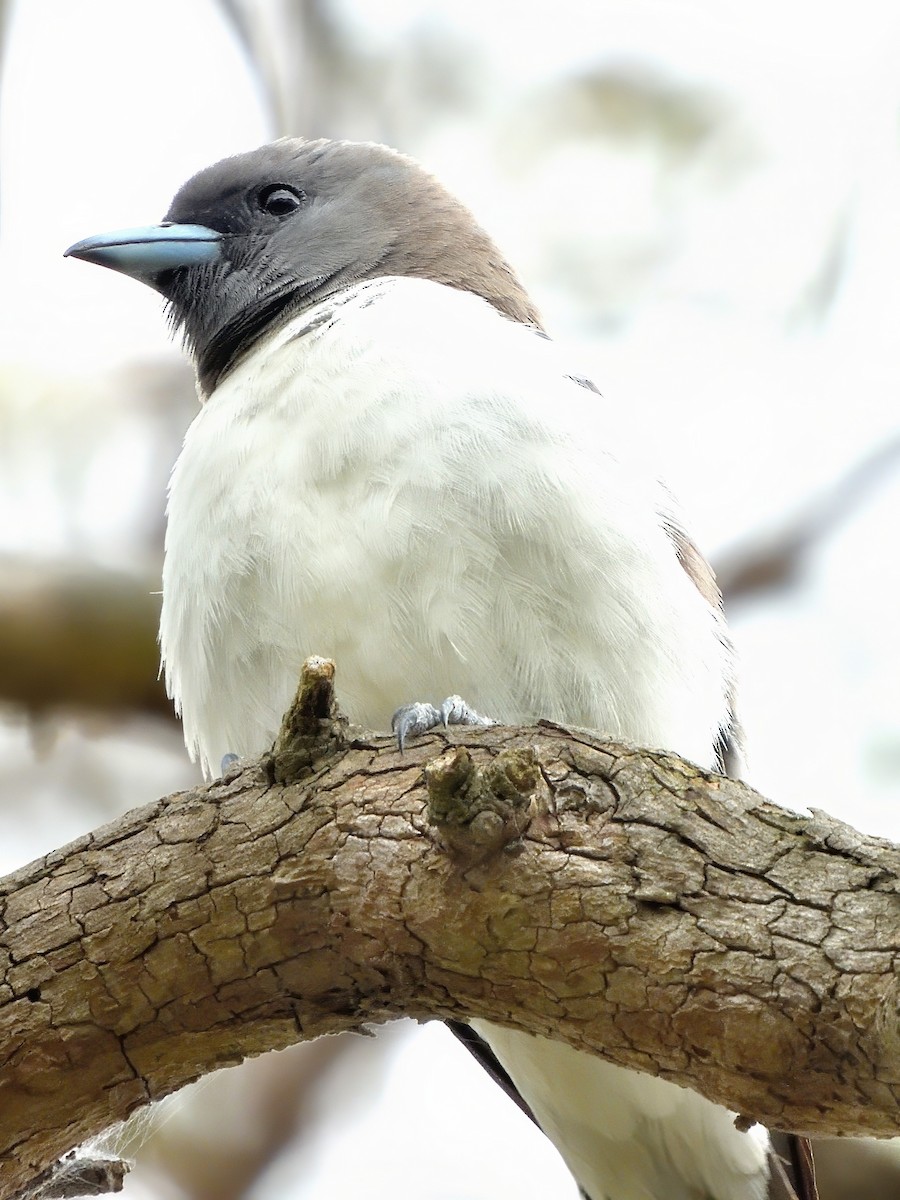 モリツバメ - ML646437027