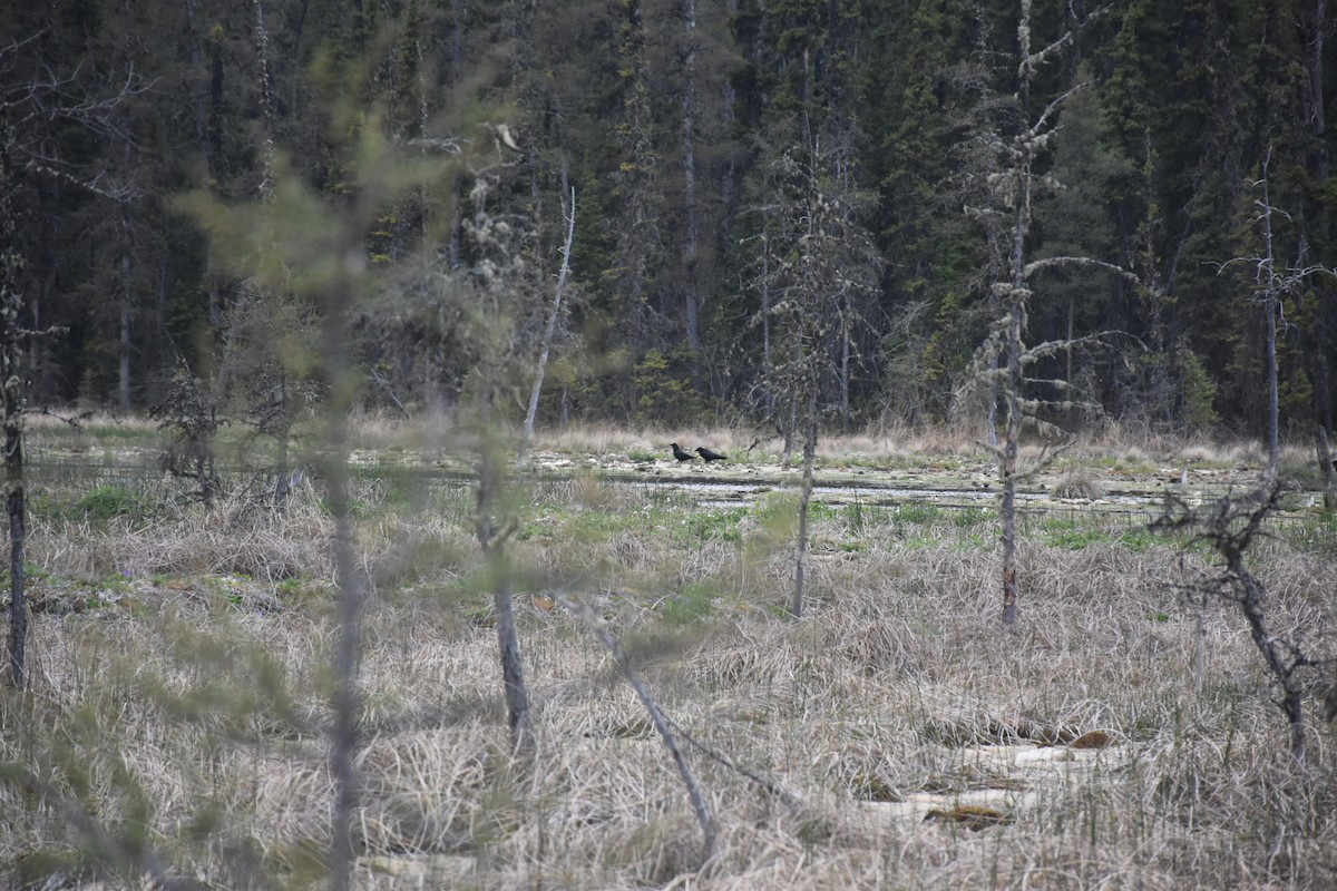 アメリカガラス - ML646437028