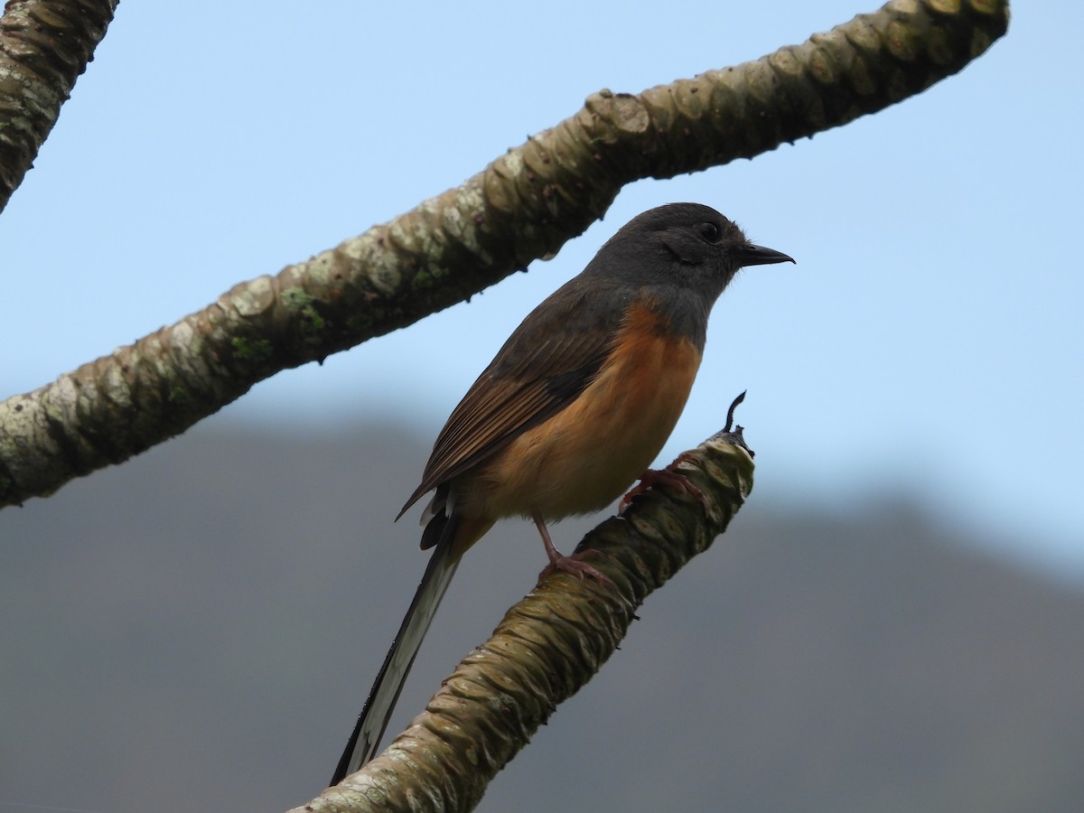 アカハラシキチョウ - ML646437029