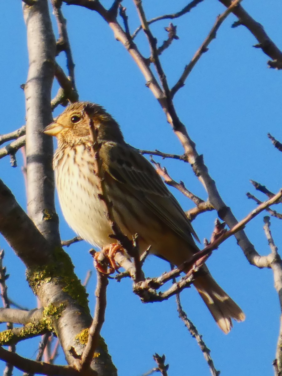 ハタホオジロ - ML646437030