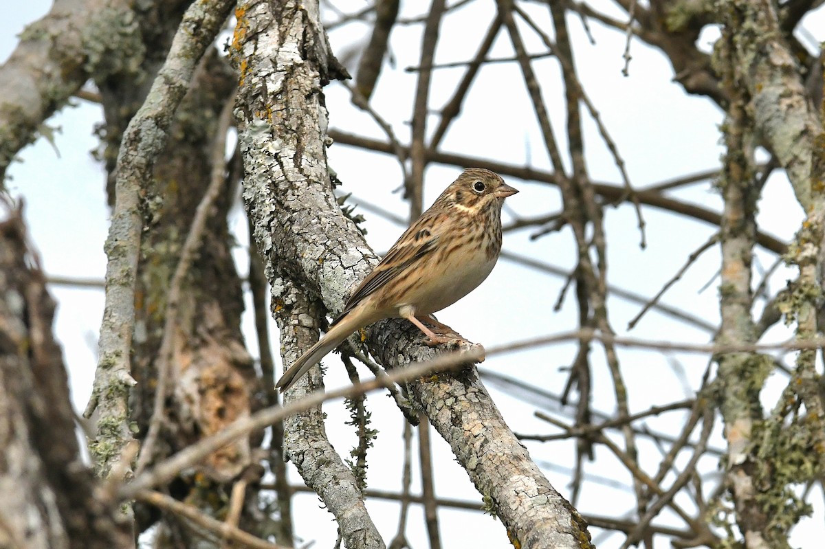 オジロヒメドリ - ML646437031