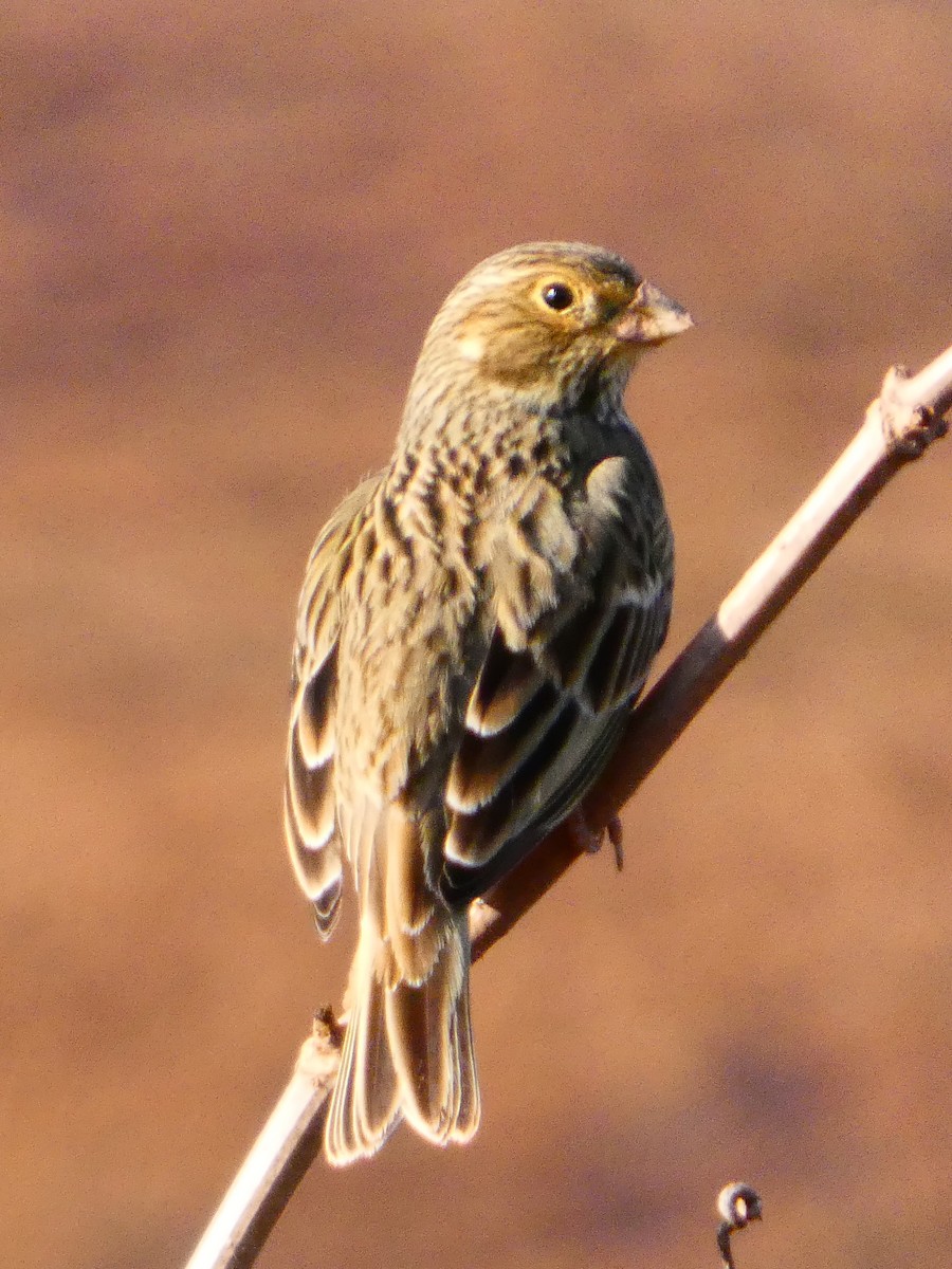 ハタホオジロ - ML646437032