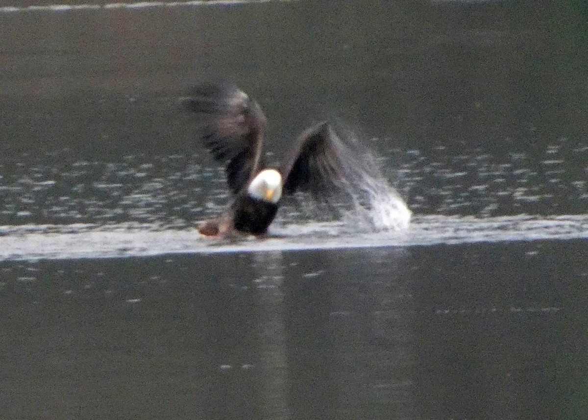 ハクトウワシ - ML646437033