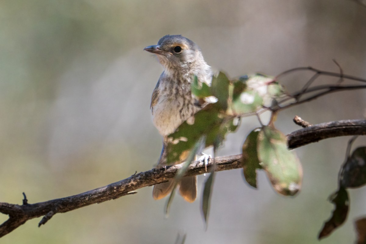 ハイイロモズツグミ - ML646437034