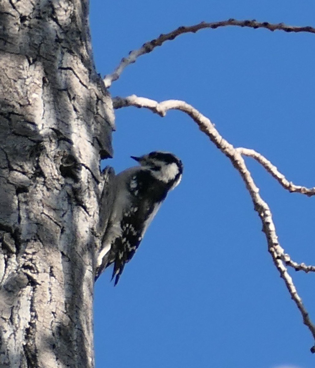 セジロコゲラ - ML646437035