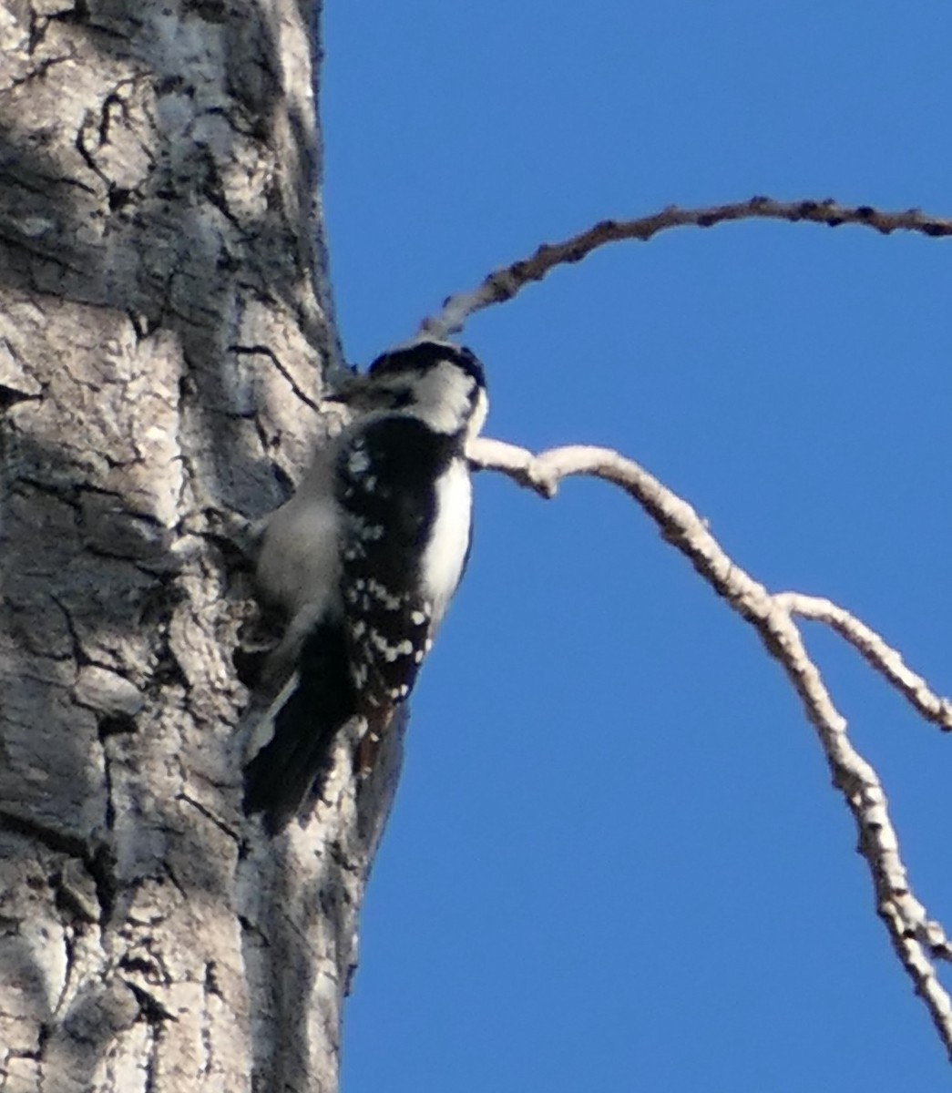 セジロコゲラ - ML646437036