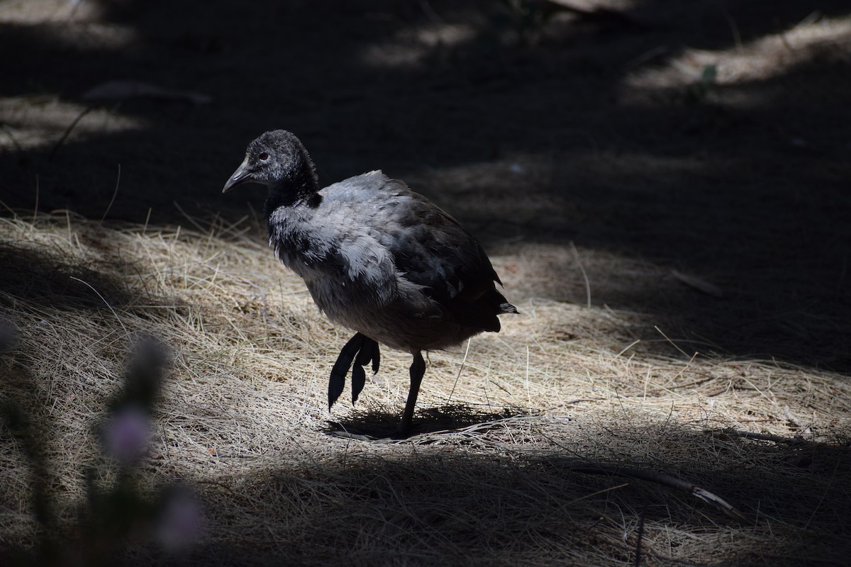 オオバン - ML646437037