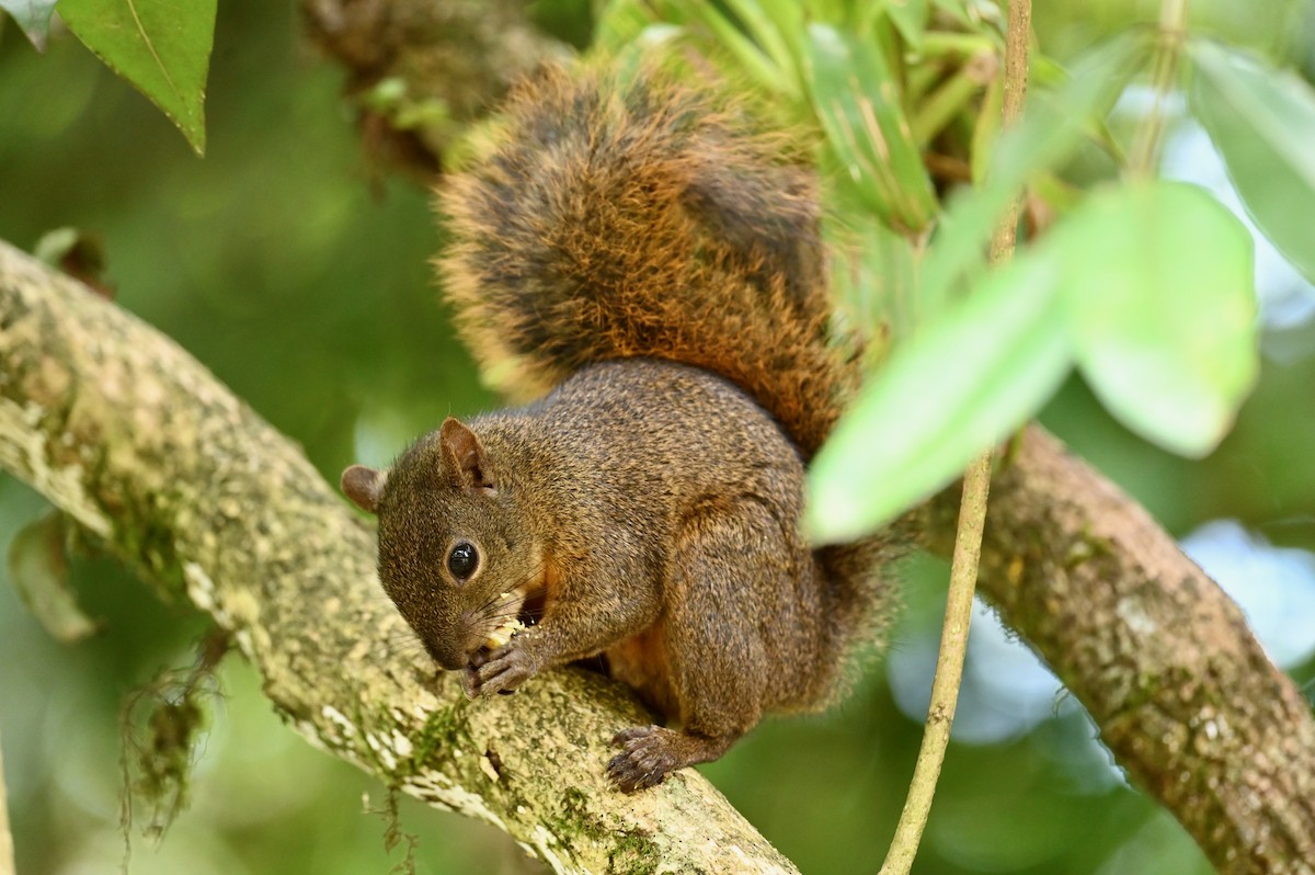 Red-tailed Squirrel - ML646437038