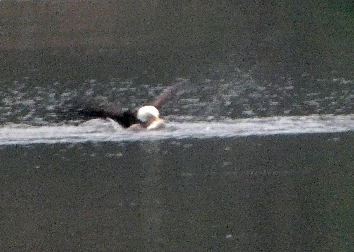 ハクトウワシ - ML646437039