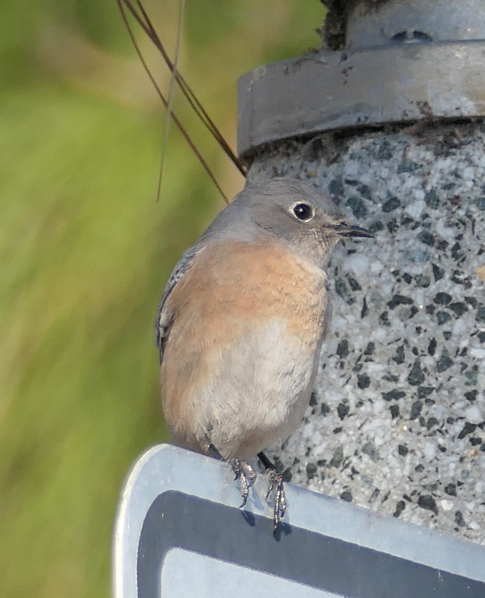 チャカタルリツグミ - ML646437040