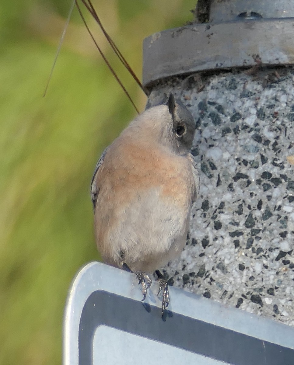 チャカタルリツグミ - ML646437041