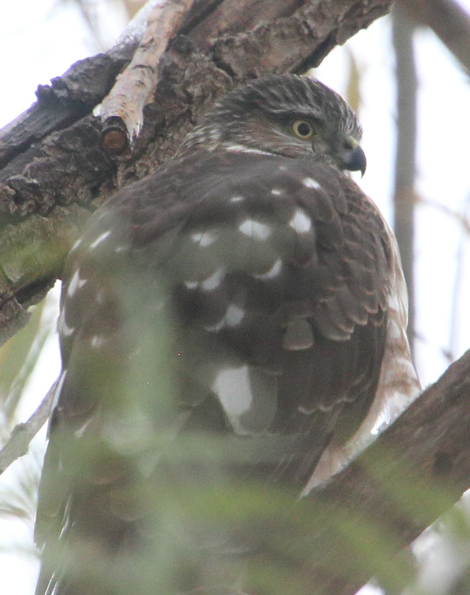 アシボソハイタカ - ML646437042