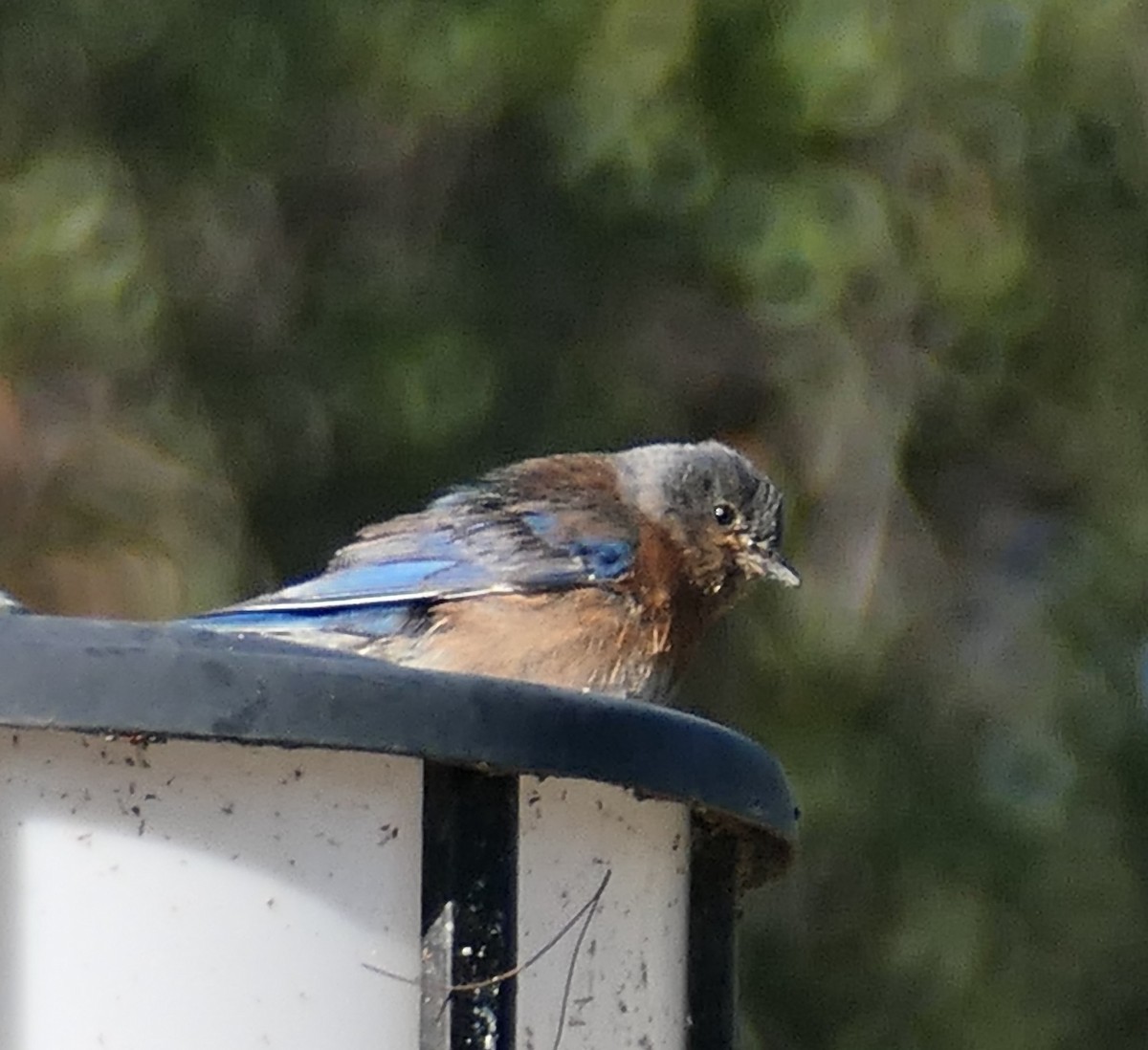 チャカタルリツグミ - ML646437043