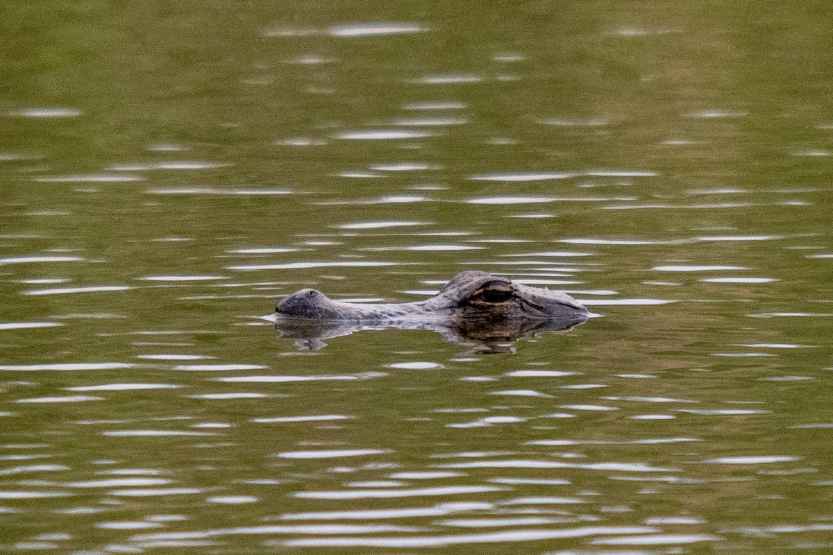 Animals - ML646437044