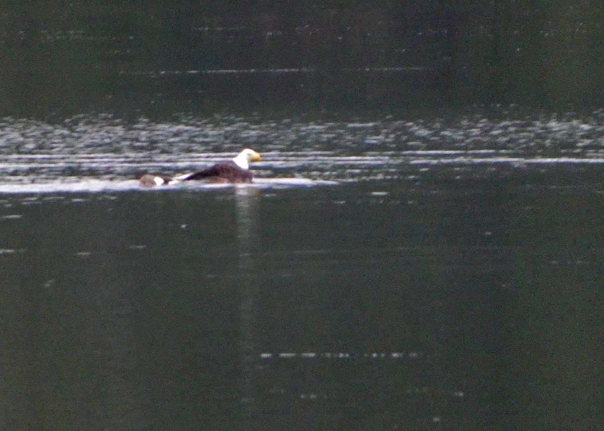 ハクトウワシ - ML646437045