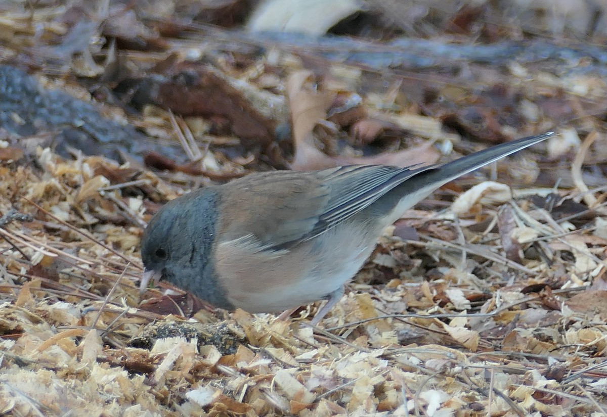 ユキヒメドリ - ML646437046