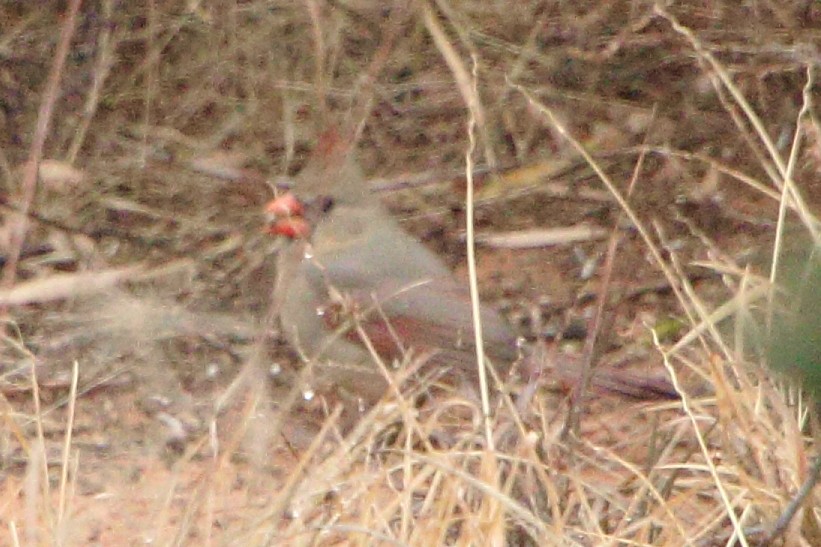 kardinál červený - ML646437047