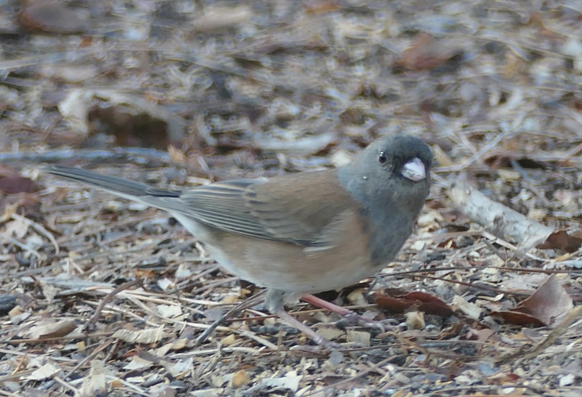 ユキヒメドリ - ML646437048