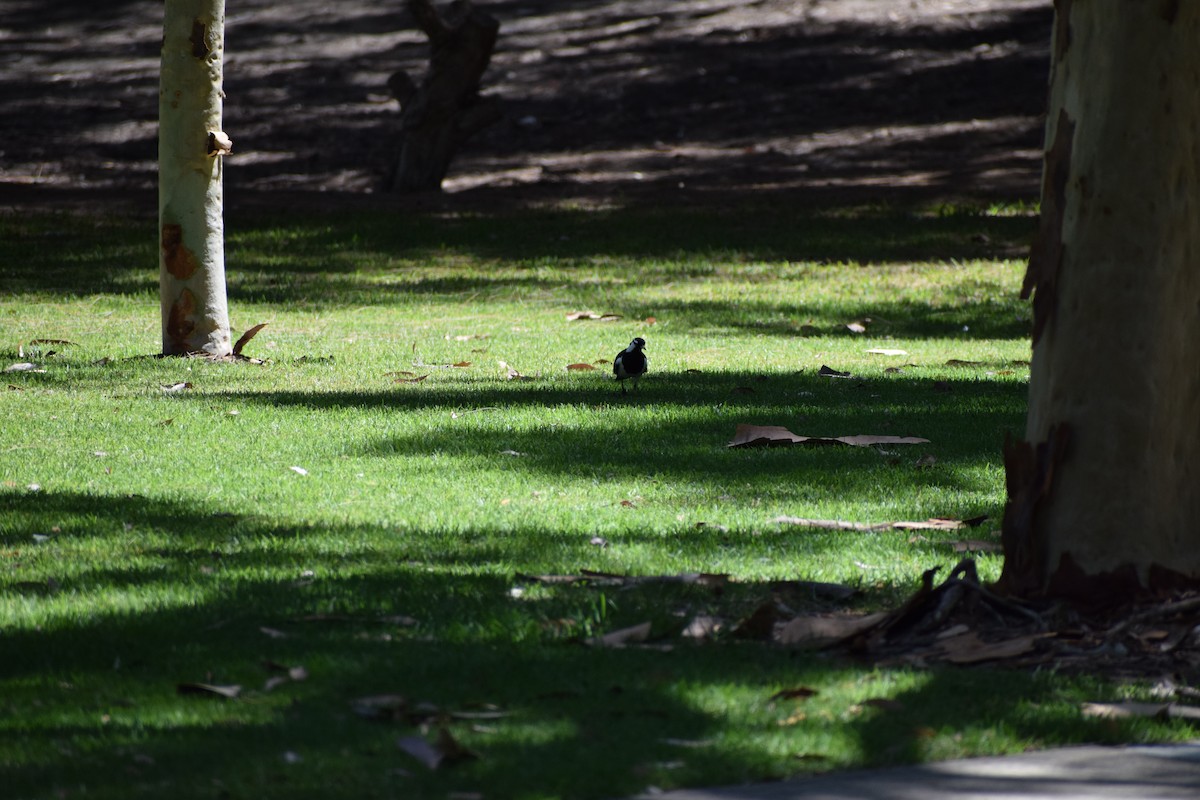 ツチスドリ - ML646437050