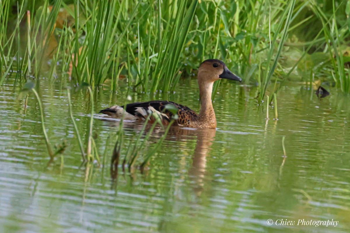 オオリュウキュウガモ - ML646437051