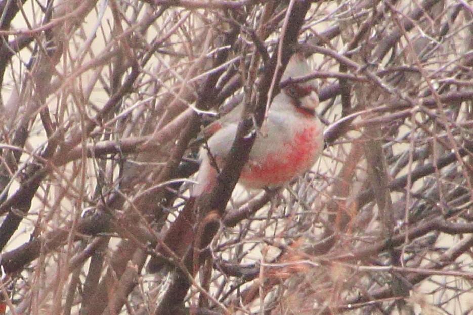 Pyrrhuloxia - ML646437052