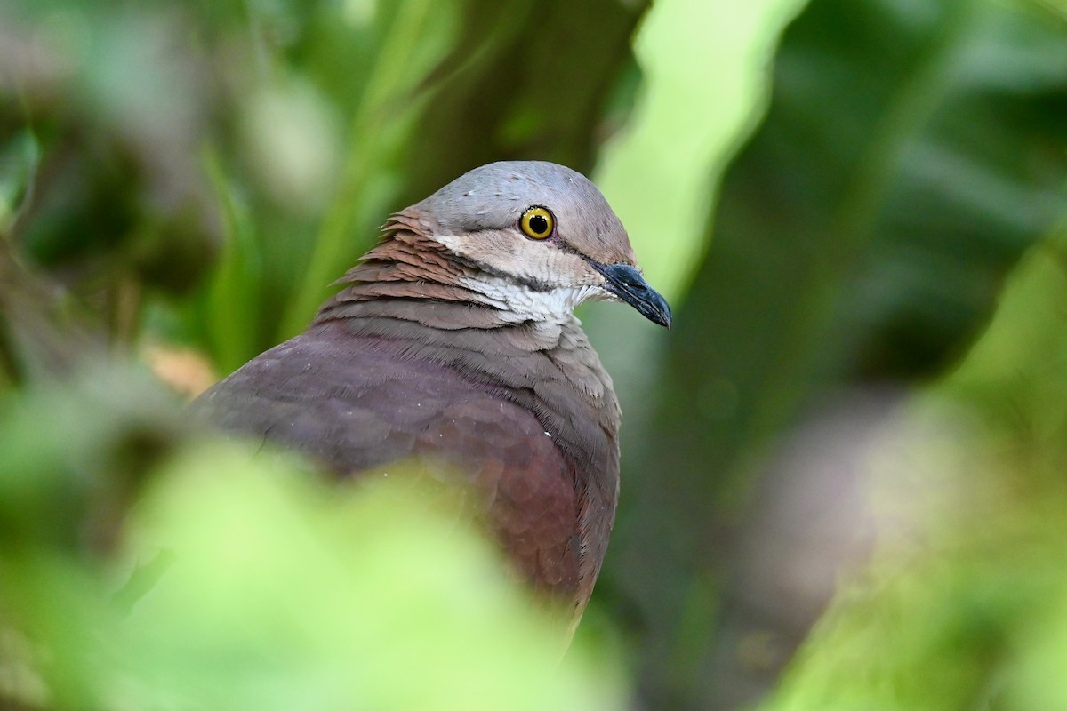 バラビタイウズラバト - ML646437053